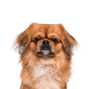 Petland Summerville, South Carolina Pet Store Pekingese