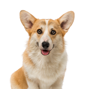 Petland Summerville, South Carolina Pet Store Pembroke Welsh Corgi