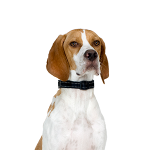 Petland Summerville, South Carolina Pet Store Pointer