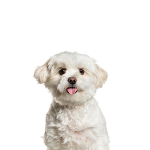 Petland Summerville, South Carolina Pet Store Pomapoo