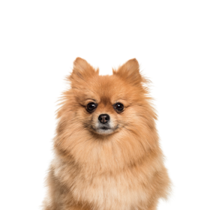 Petland Summerville, South Carolina Pet Store Pomeranian