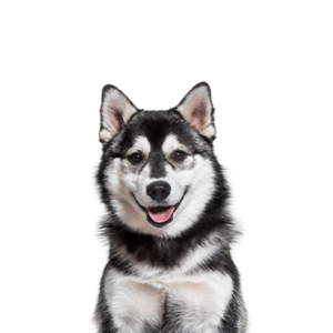 Petland Summerville, South Carolina Pet Store Pomsky