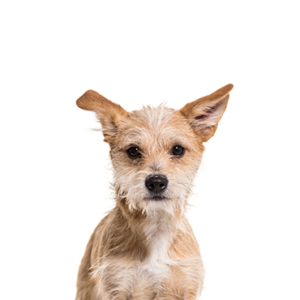Petland Summerville, South Carolina Pet Store Chipoo