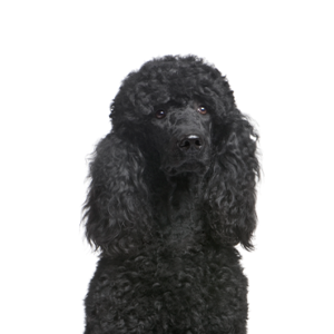 Petland Summerville, South Carolina Pet Store Poodle