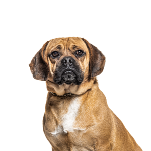 Petland Summerville, South Carolina Pet Store Puggle
