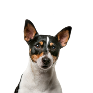 Petland Summerville, South Carolina Pet Store Rat Terrier