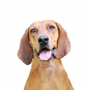 Petland Summerville, South Carolina Pet Store Redbone Coonhound