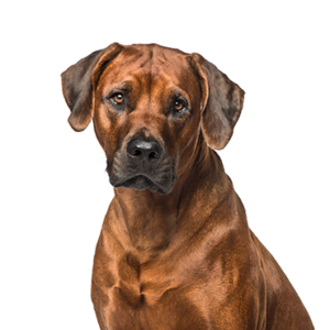 Petland Summerville, South Carolina Pet Store Rhodesian Ridgeback