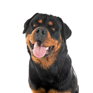 Petland Summerville, South Carolina Pet Store Rottweiler