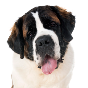 Petland Summerville, South Carolina Pet Store Saint Bernard