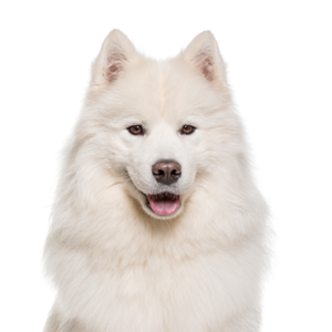 Petland Summerville, South Carolina Pet Store Samoyed