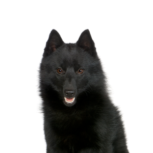Petland Summerville, South Carolina Pet Store Schipperke