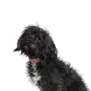 Petland Summerville, South Carolina Pet Store Schnoodle