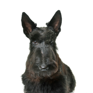 Petland Summerville, South Carolina Pet Store Scottish Terrier