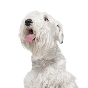 Petland Summerville, South Carolina Pet Store Sealyham Terrier