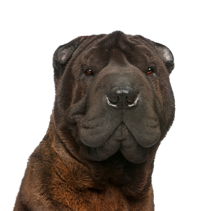 Petland Summerville, South Carolina Pet Store Shar-Pei