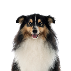 Petland Summerville, South Carolina Pet Store Shetland Sheepdog
