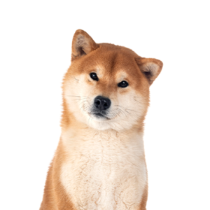 Petland Summerville, South Carolina Pet Store Shiba Inu