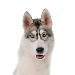 Petland Summerville, South Carolina Pet Store Siberian Husky