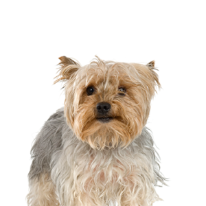 Petland Summerville, South Carolina Pet Store Silky Terrier