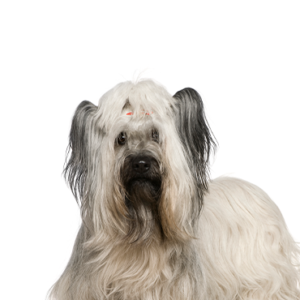 Petland Summerville, South Carolina Pet Store Skye Terrier