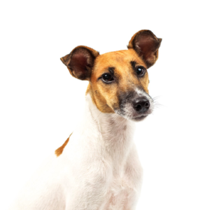 Petland Summerville, South Carolina Pet Store Smooth Fox Terrier