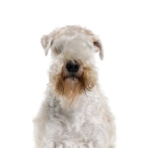 Petland Summerville, South Carolina Pet Store Soft Coated Wheaten Terrier