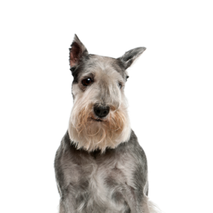Petland Summerville, South Carolina Pet Store Standard Schnauzer