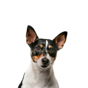 Petland Summerville, South Carolina Pet Store Toy Fox Terrier