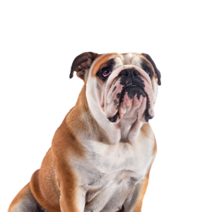 Petland Summerville, South Carolina Pet Store Victorian Bulldog
