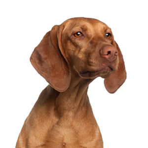Petland Summerville, South Carolina Pet Store Vizsla