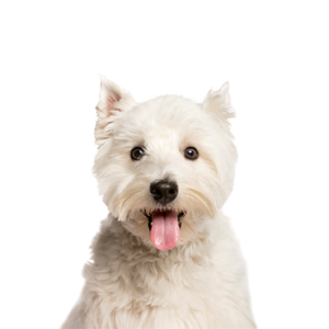 Petland Summerville, South Carolina Pet Store West Highland Terrier