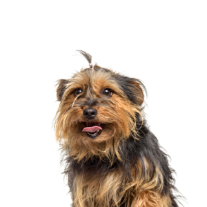 Petland Summerville, South Carolina Pet Store Yorkie-Chon