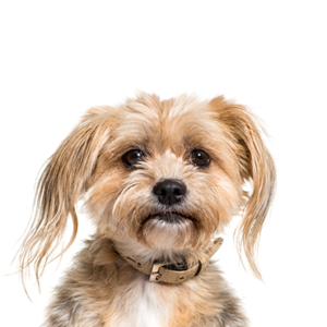 Petland Summerville, South Carolina Pet Store Yorkiepoo
