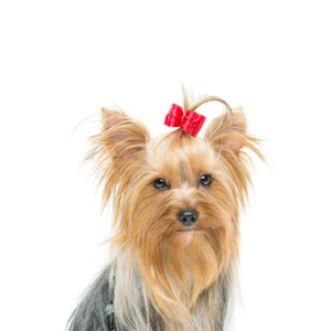 Petland Summerville, South Carolina Pet Store Yorkshire Terrier