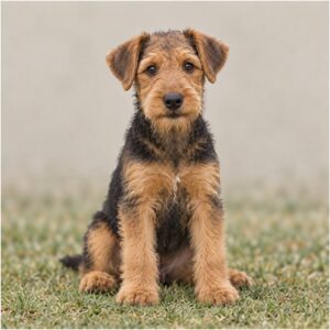 Airedale Terrier with a wiry tan and black coat, standing proudly