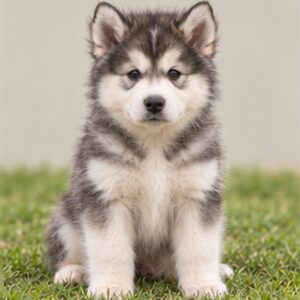 Large, fluffy gray and white dog standing proudly with a strong gaze