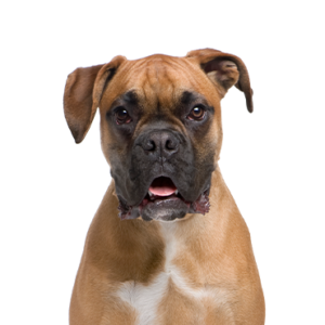 Petland Summerville, South Carolina Pet Store Boxer