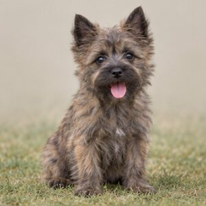 Scruffy, brown fur with perky ears and a playful stance