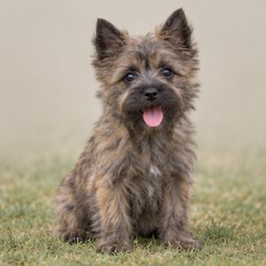 Scruffy, brown fur with perky ears and a playful stance