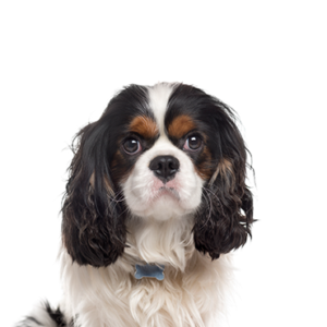 Petland Summerville, South Carolina Pet Store Cavalier King Charles Spaniel