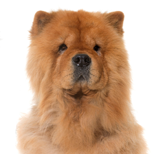 Petland Summerville, South Carolina Pet Store Chow Chow