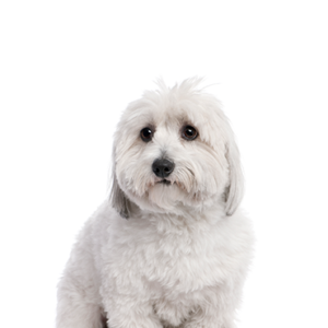 Petland Summerville, South Carolina Pet Store Coton De Tulear