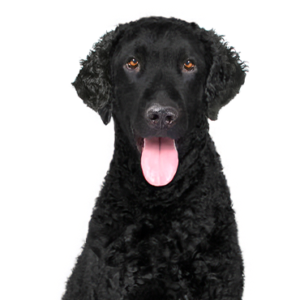 Petland Summerville, South Carolina Pet Store Curly-Coated Retriever