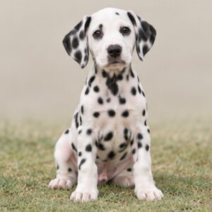 Spotted white coat, standing proudly with alert expression and perked ears