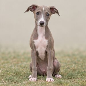 Elegant Italian Greyhound with sleek gray coat standing confidently on grass