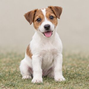 Small, energetic dog with a predominantly white coat and brown markings
