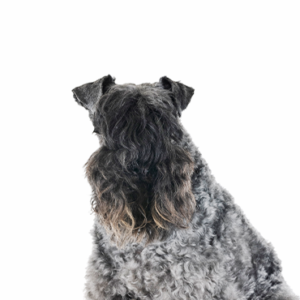 Petland Summerville, South Carolina Pet Store Kerry Blue Terrier