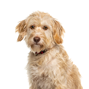 Petland Summerville, South Carolina Pet Store Labradoodle