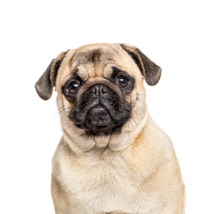Petland Summerville, South Carolina Pet Store Pug
